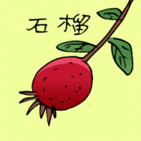 石榴 pomegranate