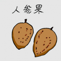 人参果 chiku fruit