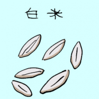 白米 white rice