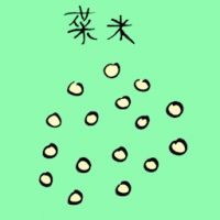 菜米 vegetable seeds