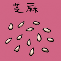 芝麻 sesame