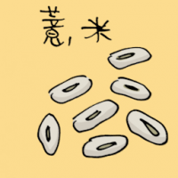 薏米 barley
