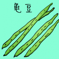 龟豆 long beans