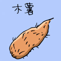 木薯 cassava