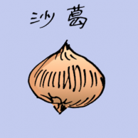 沙葛 brown turnip