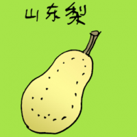 山东梨 china pear