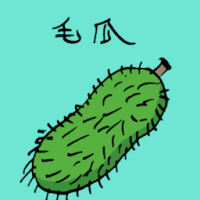 毛瓜 hairy gourd