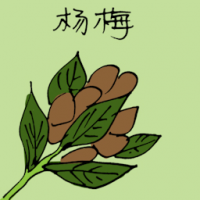 杨梅 red bayberry