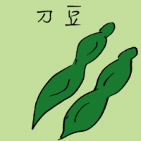 刀豆 sword bean