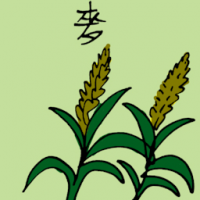 麦 wheat