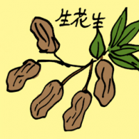 生花生 raw peanut