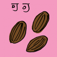可可 cocoa