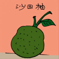 沙田柚 shatian pomelo