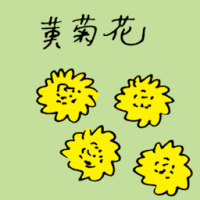 黄菊花 yellow chrysanthemum