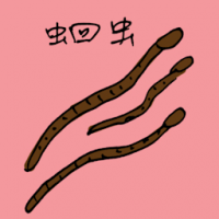 蛔虫 round worm