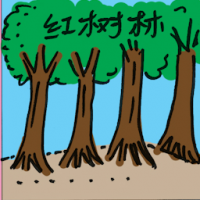 红树林 mangroves