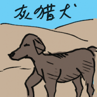 灰猎犬 greyhound