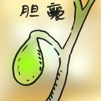 胆囊 gallbladder
