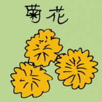 菊花 chrysanthemum