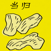 当归 angelica root extract