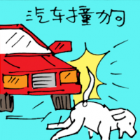 汽车撞狗 dog hit by car