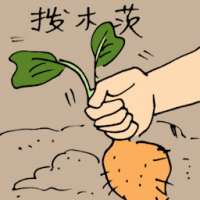 拔木茨 harvesting tapioca