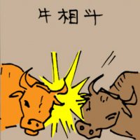 牛相斗 bull fighting