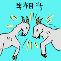 羊相斗 goat fighting