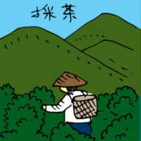 採茶叶 plucking tea leaves