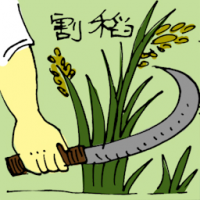 割稻 cutting paddy