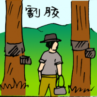 割胶 tapping rubber