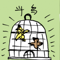 斗鸟 birds fighting
