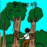 割胶树 tapping rubber