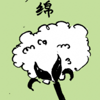 绵 cotton