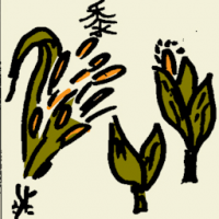 黍 broomcorn
