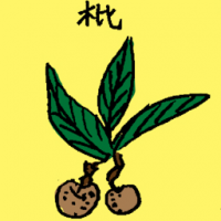 枇 loquat plant