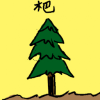 杷 evergreen tree