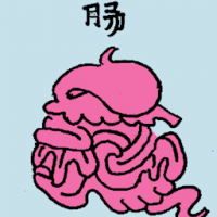 肠 intestine