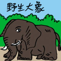 野生大象 wild elephant